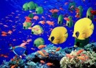 Fotografía: peces de colores para razonamientos lógicos | Recurso educativo 767169