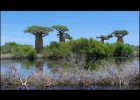Els arbres Baobab | Recurso educativo 768677