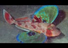 Los peces más extraños | Recurso educativo 769655