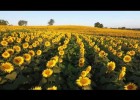Sunflower's field | Recurso educativo 770539