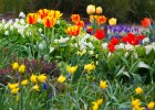 Flores de colores vivos | Recurso educativo 772418