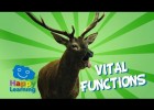 Vital Functions of Living Things | Recurso educativo 773690