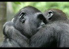 Chimpancés liberados | Recurso educativo 774036