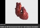 Gràfic en 3D funcionament del cor i del sistema circulatori | Recurso educativo 776135