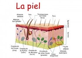 Partes y receptores de la piel | Recurso educativo 776423