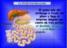 The digestive system | Recurso educativo 777987