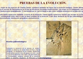 Probas da evolución | Recurso educativo 786359