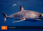 El tiburón más rápido | Recurso educativo 788574