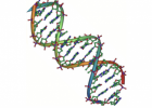Nucleic acids | Recurso educativo 788260