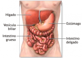 KirolXabi: ANATOMIA: LISERIKETA APARATUA (APARATO DIGESTIVO) | Recurso educativo 95561