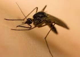 Malaria causes, prevention, facts and tips for children | Recurso educativo 725405