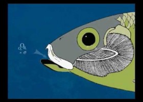 Respiration in fish | Recurso educativo 736835