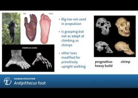 Human evolution | Recurso educativo 746104